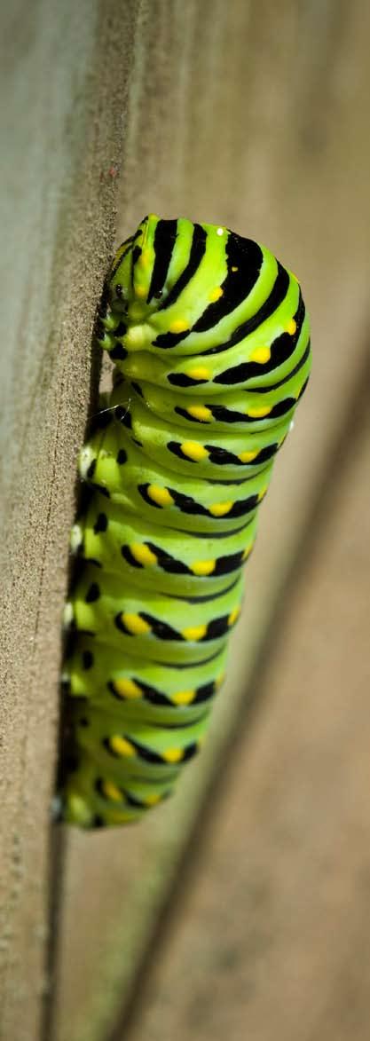 Der Schwalbenschwanz, einer der schönsten Schmetterlinge hierzulande, beginnt sein Leben als gefrässige Raupe, bevor er nach erfolgter Metamorphose seine definitive Gestalt erhält.