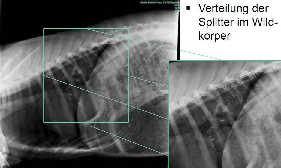 Abb.5: Radiologische Aufnahmen eines erlegten Rehes; unaufgebrochen wildbrethygienisch noch nicht versorgt; in der Decke, helle Punkte stellen Metallsplitter dar (Quelle: Krone Trinogga 2011) Vor der