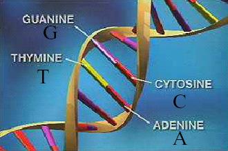 Genetische Epidemiologie untersucht den Zusammenhang zwischen dem Vorliegen einzelner Genvarianten (single nucleotid polymorphisms, SNPs) und dem Auftreten von Krankheiten