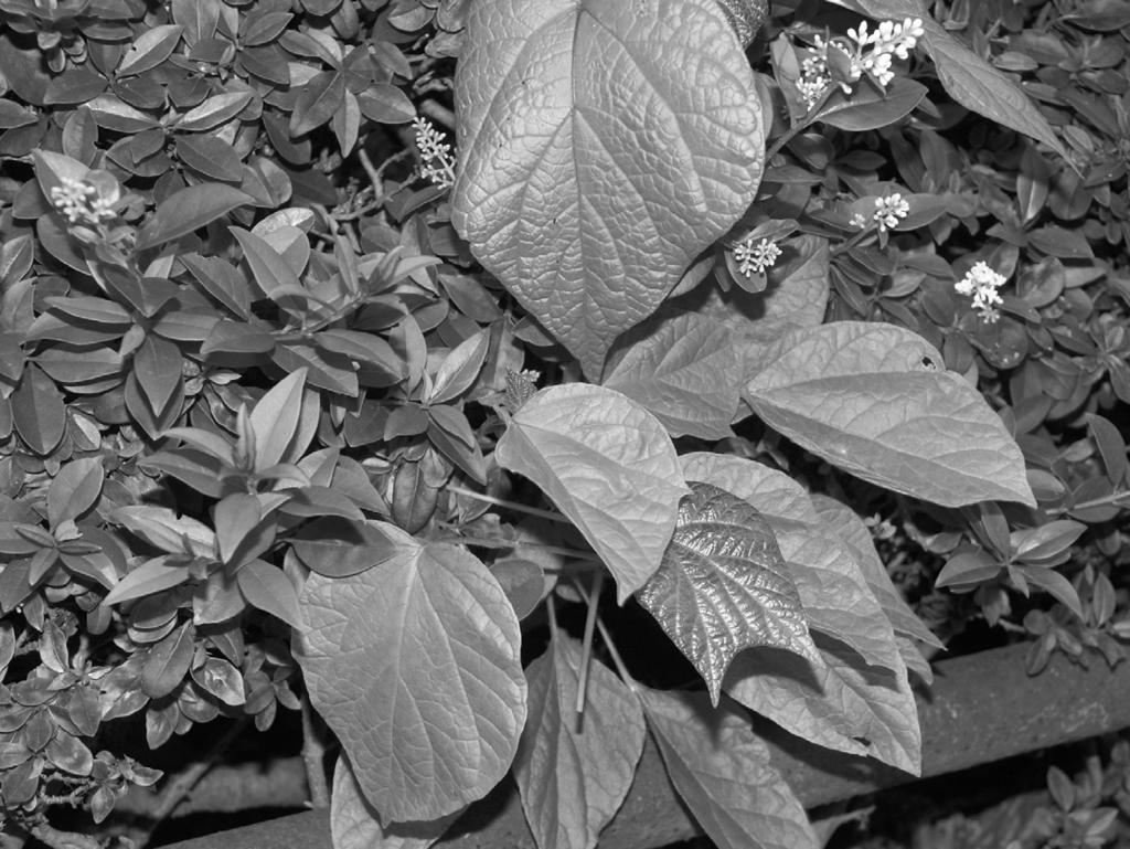 Invasive Pflanzen 19 Abb. 3: Jungpflanze von Catalpa bignonioides (Gewöhnlicher Trompetenbaum), die im Schutz einer Ligusterhecke etwa 100 m vom Samenbaum entfernt aufkommt.