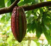 Kakaoextrakt Name: Familie: Vorkommen: Gewinnung: Duft / Geschmack: Note: Element: Sternzeichen: Planet: Theobroma cacao Malvaceae;