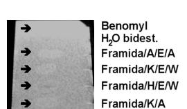 Ergebnisse 89 1 2 Abb. 4-5: Bioautographie Biotest auf DC-Platte (keine dünnschichtchromatographische Trennung).