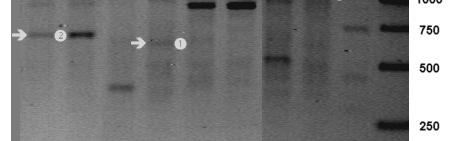 Ergebnisse 111 Abb. 4-21: PCR-Bandenmuster mit Primer STR-R13 DNA einzelner Striga hermonthica-pflanzen (Gelausschnitte).