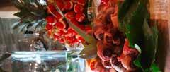 Party-Buffet Hausgebackenes Brot mit Kräuterbutter Bruschetta Tomaten-Mozzarellaspieße mit Basilikum Hackbällchen mit Tomaten, Salsa und Sourcream Blattsalate der Saison