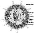 2 Lebend-Impfstoffe : Rotavirus - Impfung RotaTec von Sanofi Pasteur MSD pentavalent, 3 Dosen ab 6.LW. bis max. 32. LW.