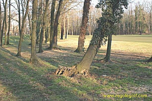 Siehe Grenzen festlegen Baum umgestürzt, mit dem Stumpf verbunden Ein umgestürzter Baum, der noch mit dem Baumstrumpf verbunden ist, ist NICHT GUR!