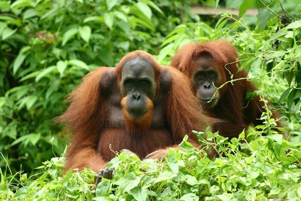 Utan Pflegezentrums bestimmt. Die indonesische Insel hat aber noch weit mehr zu bieten. Bilder und Texte downloaden: Auf Sumatra begeistert die Reisegruppe den Besuch eines Orang- http://www.