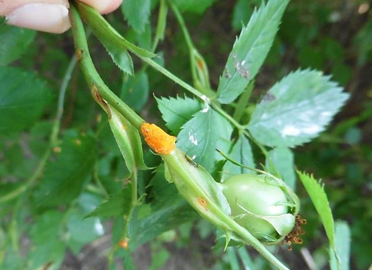 Noch bevor Symptome in Form von gelblichen Flecken auf der Blattoberseite erkennbar sind, sind die Sporenlager auf der Blattunterseite bereits deutlich sichtbar.