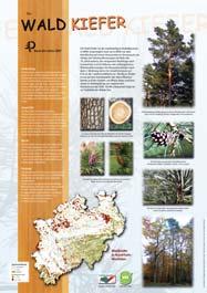 09.2006 in Rees am Rhein - in Kooperation mit der Stiftung Wald in Not und dem Kuratorium Baum des Jahres Präsentierten die Schwarzpappel mit einer symbolischen