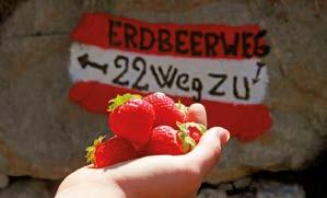 Die Beerenkultur im höchsten Anbaugebiet Europas wurde perfektioniert, viele Bauern haben sich auf den Anbau der süßen Früchtchen spezialisiert.