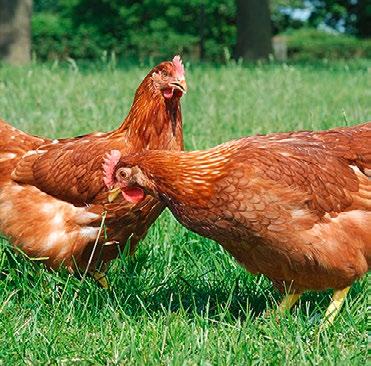 Nachteil der Hennen ist, dass sie Praktiker-Berichten zufolge nervös sind und auf Futterschwankungen sowie nicht ausreichend nährstoffreiche Fütterung (ganzes Korn und viel Grünfutter aus dem