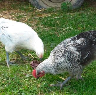 Zweinutzung Nach Auffassung der ÖTZ ist ein Huhn ein Zweinutzungshuhn, wenn beide also Hahn und Henne reduzierte Leistungen haben und sich wirtschaftlich selber tragen können.