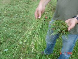 Das -Verfahren - Merkmale Verwertung einer großen Palette von Biomassen Gras,