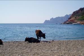 Der Weg zu diesem»vergessenen Ort«führt über den Poststeig zunächst zum Strand der Cala di Tuara. Manchmal treiben sich hier junge Rinder auf dem Strand herum - ein eigenartiges Bild.
