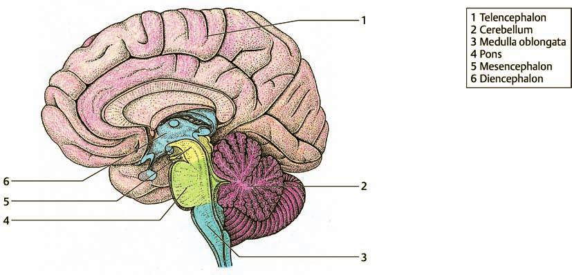 4 1 Grundlagen zum Nervensystem Die Gliederung und Grundbegriffe 1 Abb. 1.1 Abschnitte des Gehirns Hirnstamm (Truncus encephali): Medulla oblon gata, Pons und Mesencephalon (s. S.