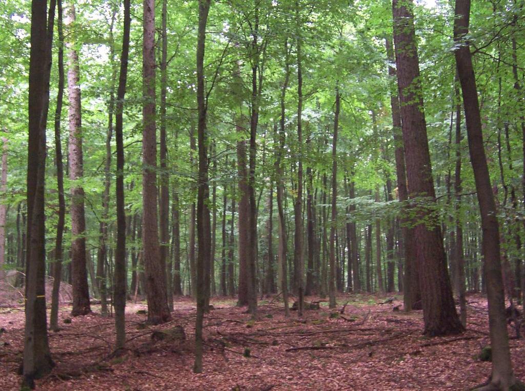 Ausreifungsstadium 24-28m geringes bis mittleres Baumholz (ab 20 m Oberhöhe): Ziel: Z-Bäume mit langen grünen Kronen erhalten Vorratspflege Maßnahmen: