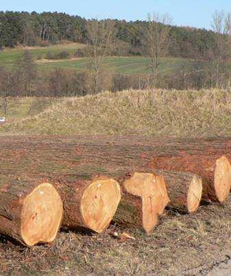 Holzeigenschaften: - hartes und dauerhaftes Nadelholz mit hohem Harzgehalt Verwendung: - Konstruktionsholz im Innen- und Außenbereich - Verwendung