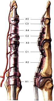 Sehnenchirurgie Hossein Towfigh, Peter Gruber Zusammenfassung Anatomie und Physiologie Die Sehnen selbst sind von einem stark vaskularisierten Gleitgewebe, dem Parateno umgeben.