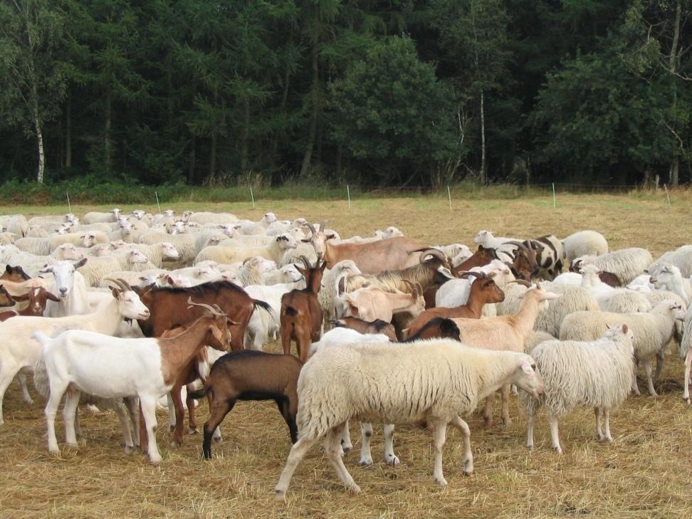 Vertragsnaturschutz: Biotoppflege durch Schafe und Ziegen Schafbeweidung entspricht der traditionellen Nutzung von Heiden (Kulturbiotop) trägt zur Verjüngung der Heiden bei verdrängt konkurrierende