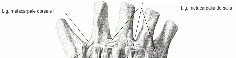 18 Das kurze, kräftige Lig. collaterale carpi radiale (vom Proc. styloideus radii zum Os scaphoideum) spannt sich bei der Ulnarabduktion, das schwache Lig.