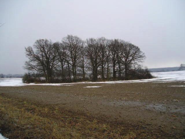 Bild 11 Bild 12 Bild 11 und 12: Die Baum- Strauchgruppe ist ein Feldgehölz, deren Grundfläche überwiegend von Sträuchern und Kräutern