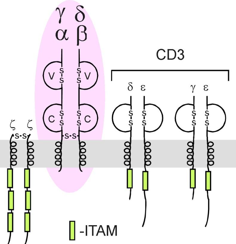 Aufbau von T-Zell-Rezeptorkomplex (TCR) Domain Antigenerkennungs-Ketten: α, β oder γ, δ Heterodimere