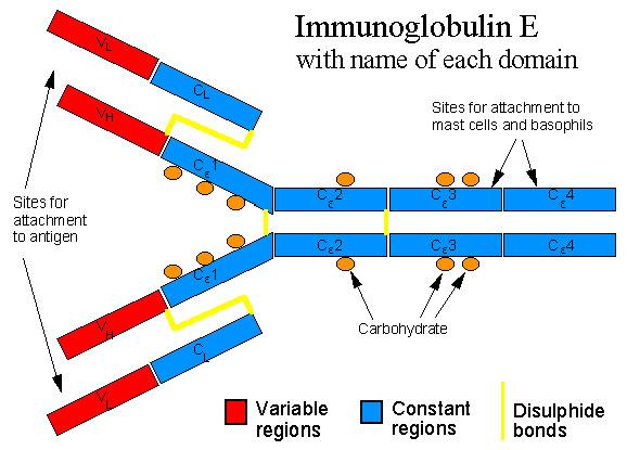 IgE (Mw 190 kd) - Blut und Lymphe (bindungsfähig an Basophyle oder Mastzellen) - Abwehr gegen Parasiten - verursacht allergische Reaktionen