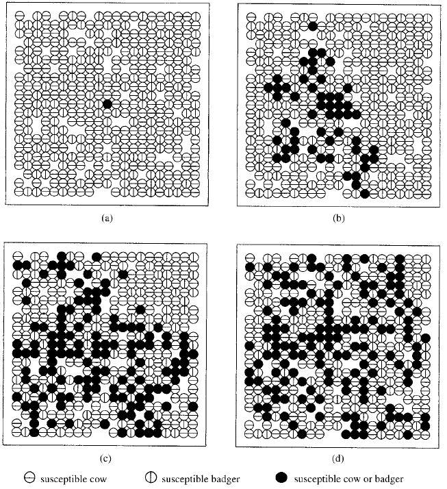 Simulation einer Infektionsverbreitung ohne Impfungen Quelle: J. D.