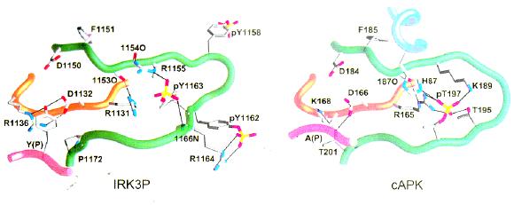 Einleitung A B Abb. 2.4: Konformation des phosphorylierten Aktivierungs- Loop der IRKD im Vergleich zum phosphorylierten Aktivierungs- Loop der camp abhängigen Proteinkinase.