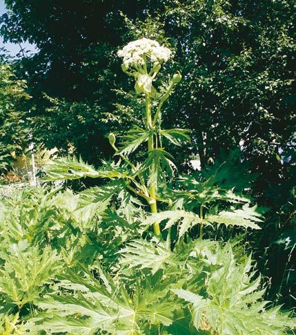 gigantea) Kanadische Goldrute (Solidago canadensis) en n Höhe: 50 250 cm Vorkommen: weit verbreitet auf Ruderalstandorten (in Kiesgruben, Gärten, Weinbergen)