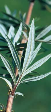 ? SL Verlot scher Beifuss (Artemisia verlotiorum) Höhe: 30 140 ( 200) cm Vorkommen: Verbreitet