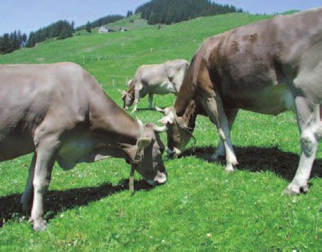 Es gilt die Regel: «Wer rangnieder ist, muss der ranghöheren Kuh aus dem Weg gehen.