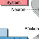 Verbindungen bestehen. Strukturell wird das Nervensystem in zwei Teile unterteilt.