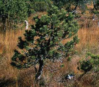 Faktenblatt Hochmoore 11 Die Bergföhre (Pinus montana) wächst in Höhenlagen zwischen 1000 und 2700 Metern über Meer.