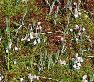 Faktenblatt Hochmoore 8 Pflanzen in Hochmooren (Auswahl) Die Rosmarinheide (Andromeda polifolia) ist ein Zwergstrauch mit ledrigen, am Rand umgerollten Blättern. Die Pflanze ist giftig.