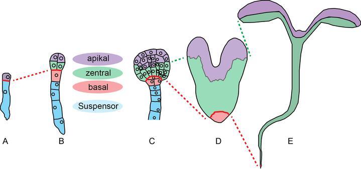 A bb. 1: Zellteilungsm uster und Zellschicksale in der frühen Em bryogenese.