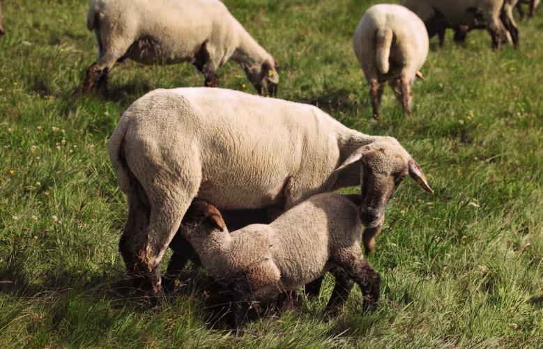 5 6 5 Die Lämmer kommen im Frühjahr zur Welt. Sie ziehen in ihren ersten Lebensmonaten mit der Herde und werden von ihren Muttertieren gesäugt.