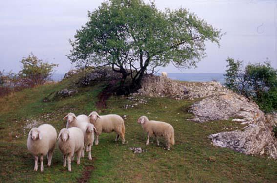 Seit der Einführung des ÖPUL (Österreichisches Programm für eine umweltgerechte Landwirtschaft) konnte die Beweidung mit Schafen auf einigen naturschutzfachlich wertvollen Trockenrasen der