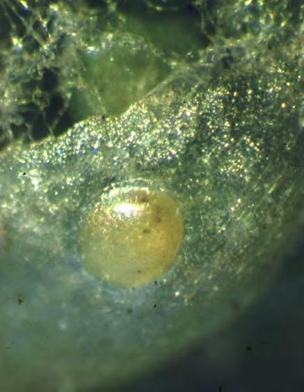 weitere Nützlinge: parasitische Schlupfwespen Ei des Bekreuzten Traubenwickler 1 mm