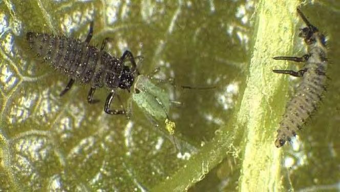 Säuberungsräuber: räuberische Käfer Marienkäfer: Larve frist eine Blattlaus