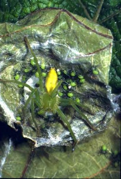 weitere Räuber: Spinnen Riesenkrabbenspinne mit Jungtieren Einführungskurs