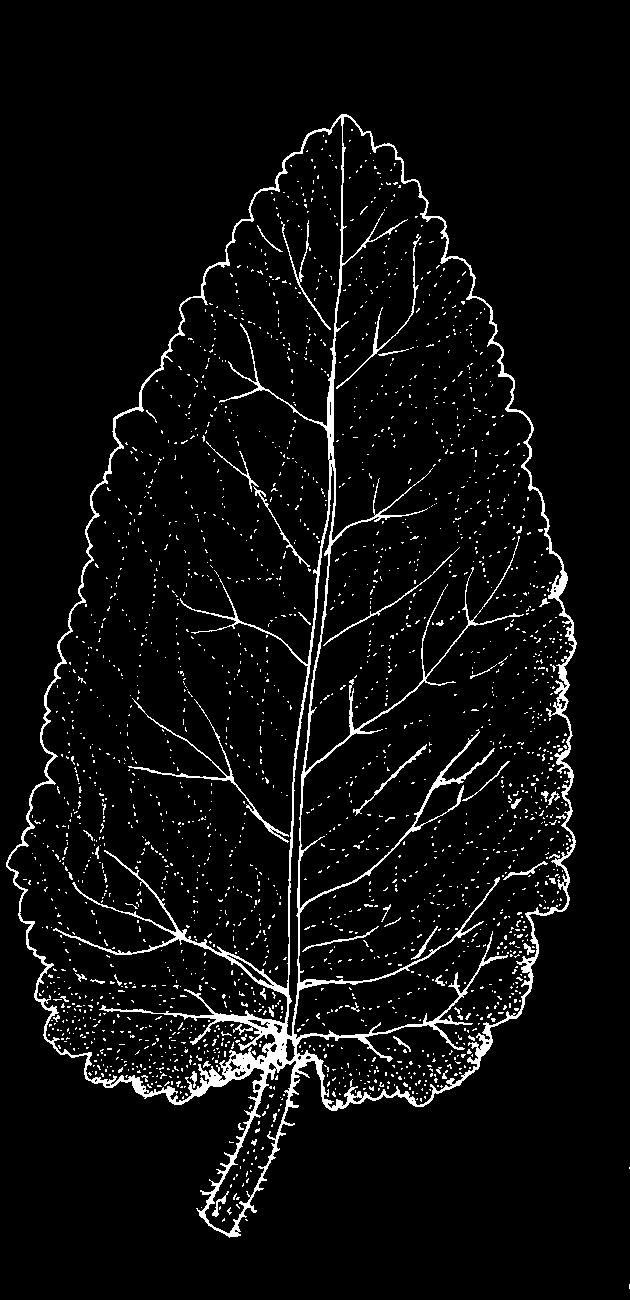 / 10-20 cm Wiesensalbei Salvia pratensis