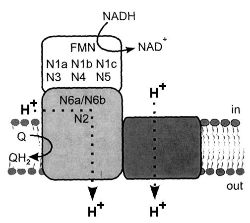 Einleitung Oxidation des N2 einhergehen, weit genug auseinander liegen, um eine effiziente Protonenpumpe zu bilden. FT-IR spektroskopische Studien an Komplex I aus E.