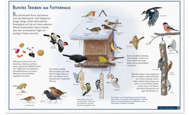 Stunde der Wintervögel (Januar 2016) Erläuterungen zur Stunde der Wintervögel Einführung: gängige Vogelarten betrachten Erklärungen zu den einzelnen Stationen Während der Beobachtung arbeiten die