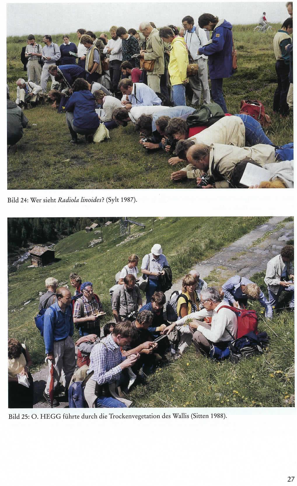 Bild 24: Wer sieh: Radiola Unoides} (Sylt 1987)/ Bild 25: O.