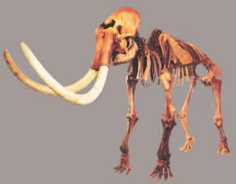 Neue Skelett-Rekonstruktion von 1991 im Zoologischen Museum der Universität Zürich Entwicklung der