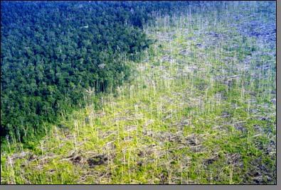 Carbon Emissions from Land Use Change Tropical deforestation Borneo, Courtesy: Viktor Boehm 13 Million hectares each year 2000-2007 Tropical Americas 0.6 Pg C y -1 Tropical Asia 0.