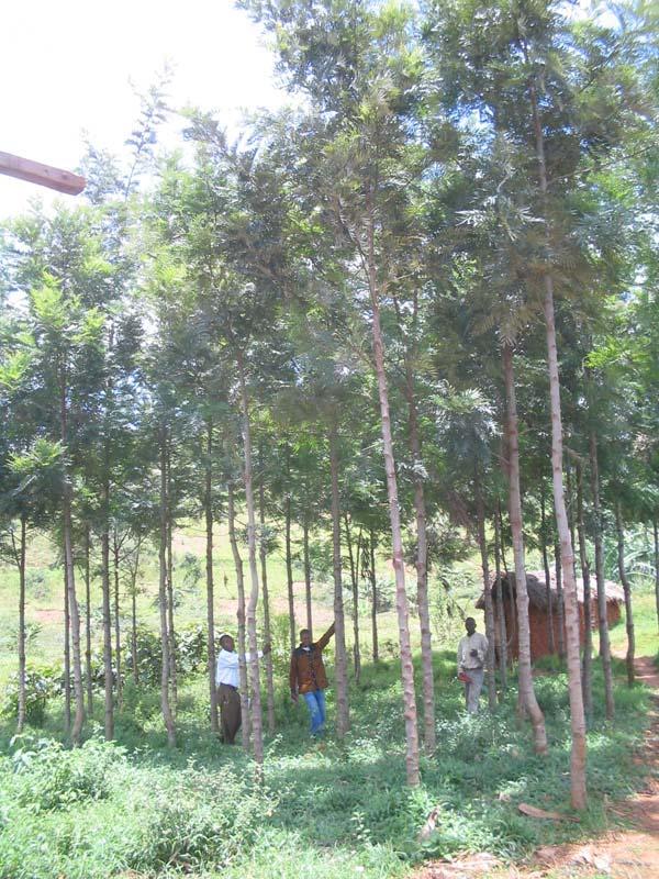 Kleine Fläche aus Aufforstungsprogramm Burhinyi / D.R.Kongo; in 2004(!