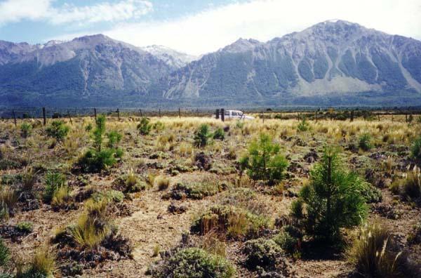 Projekt Cholila, Chubut, aufgeforstet 1997 mit