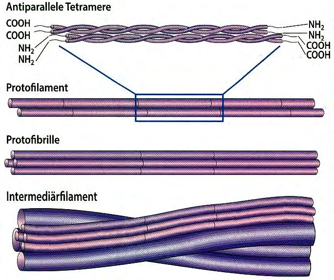 Die Haarzellen sind quasi vollgepackt mit diesen Intermediärfilamenten, in und zwischen denen Disulfidbrücken für eine